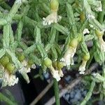 Rhipsalis cereuscula Flor