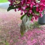 Malus × floribunda Liść