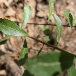 Morella cerifera Casca