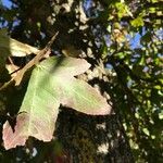 Liquidambar formosana برگ