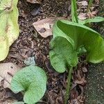 Ophioglossum reticulatum Leaf