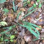 Festuca altissima Blad