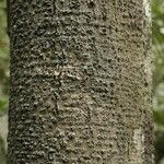 Licania densiflora Bark