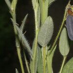 Crotalaria sagittalis Folla