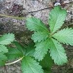 Potentilla anglica Лист