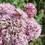 Eupatorium cannabinumКора