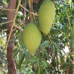Mangifera indica Frukt