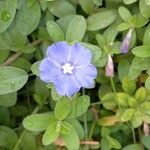 Evolvulus alsinoides Flower