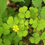 Oxalis grandis Habitus