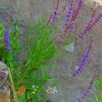 Salvia nemorosa Flor