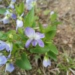Viola elatior 花