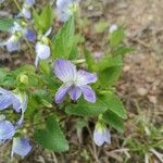 Viola elatior Flower