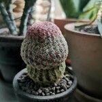 Echinocereus rigidissimus 叶