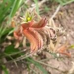 Anigozanthos flavidus Kwiat