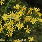 Jacobaea erucifolia Квітка