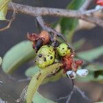 Xylopia katangensis Fruto