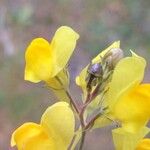 Linaria spartea Fruit