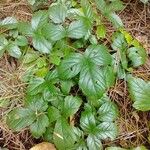 Rubus hispidus Yaprak