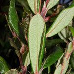Xylococcus bicolor Yaprak