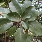 Ficus lutea Blad