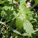 Hydrophyllum fendleri Folio