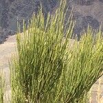 Ephedra viridis Pokrój