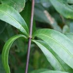 Mandevilla hirsuta List