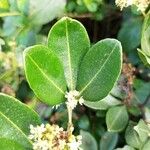 Zanthoxylum asiaticum पत्ता