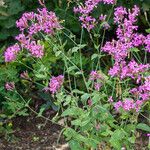 Silene armeria Fuelha