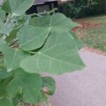 Erythrina caffra Leaf