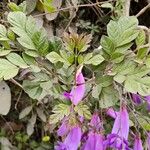 Jacaranda puberula Лист