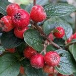 Cotoneaster franchetii Frutto