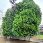 Thuja occidentalis Habit