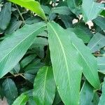 Alpinia purpurata Leaf