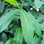 Alpinia purpurata Blad