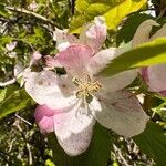 Malus coronaria Cvet