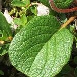 Salix reticulata Blatt