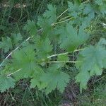 Ribes inerme Hábito