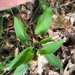 Viola sagittata Leaf