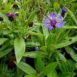 Centaurea montana 整株植物