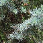 Abies concolor Leaf