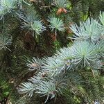 Abies concolor পাতা