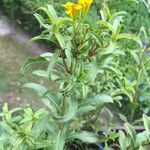 Tagetes lucida ശീലം