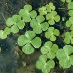 Marsilea mutica Hábito