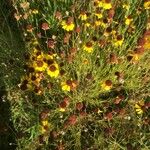 Helenium amarum Kvet