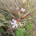 Saponaria officinalisЦветок