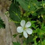 Geranium maculatum Fleur