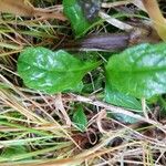 Ajuga reptansBlad