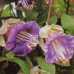 Cobaea scandens 花