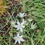 Ornithogalum divergens Flower